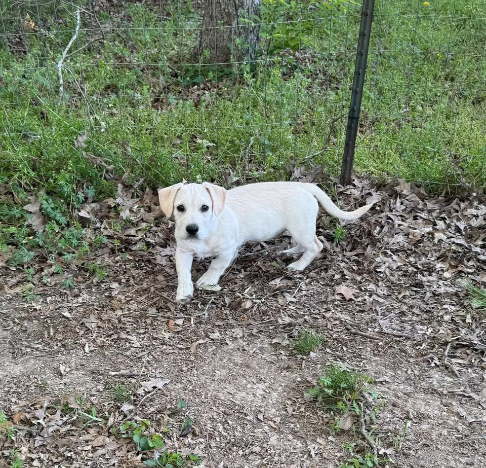 Captain Qwark, ADOPTABLE, Young Male Terrier.