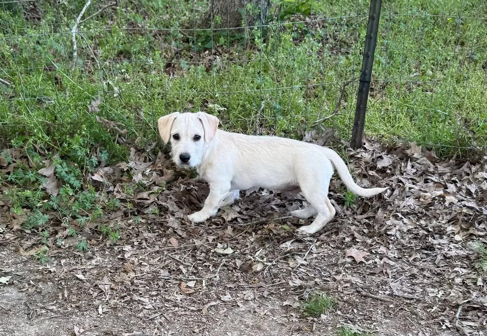 Enlarge Captain Qwark, a ADOPTABLE mixed breed in Baker, LA image 2/2