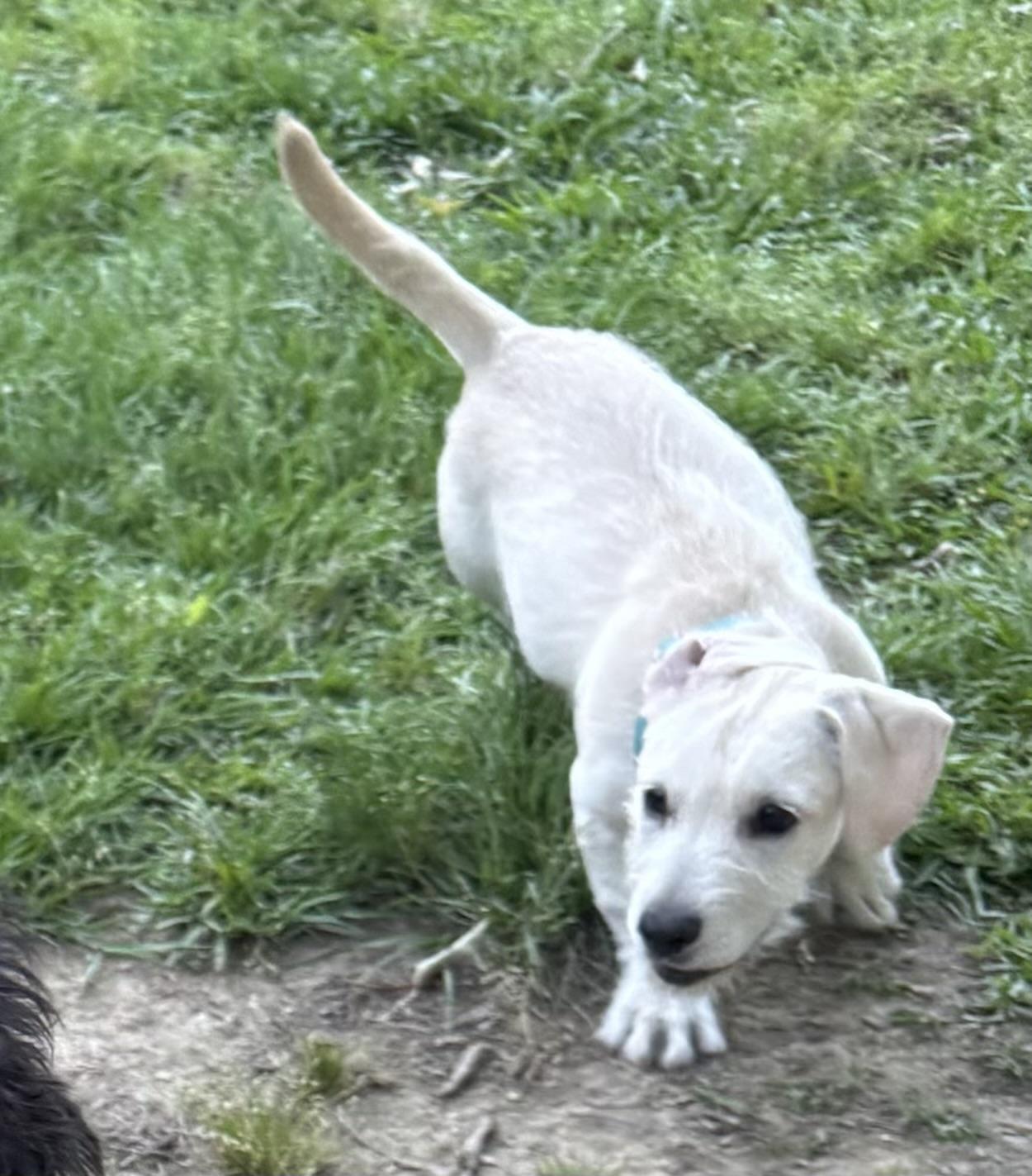 Enlarge Captain Qwark, a ADOPTABLE mixed breed in Baker, LA image 4/6