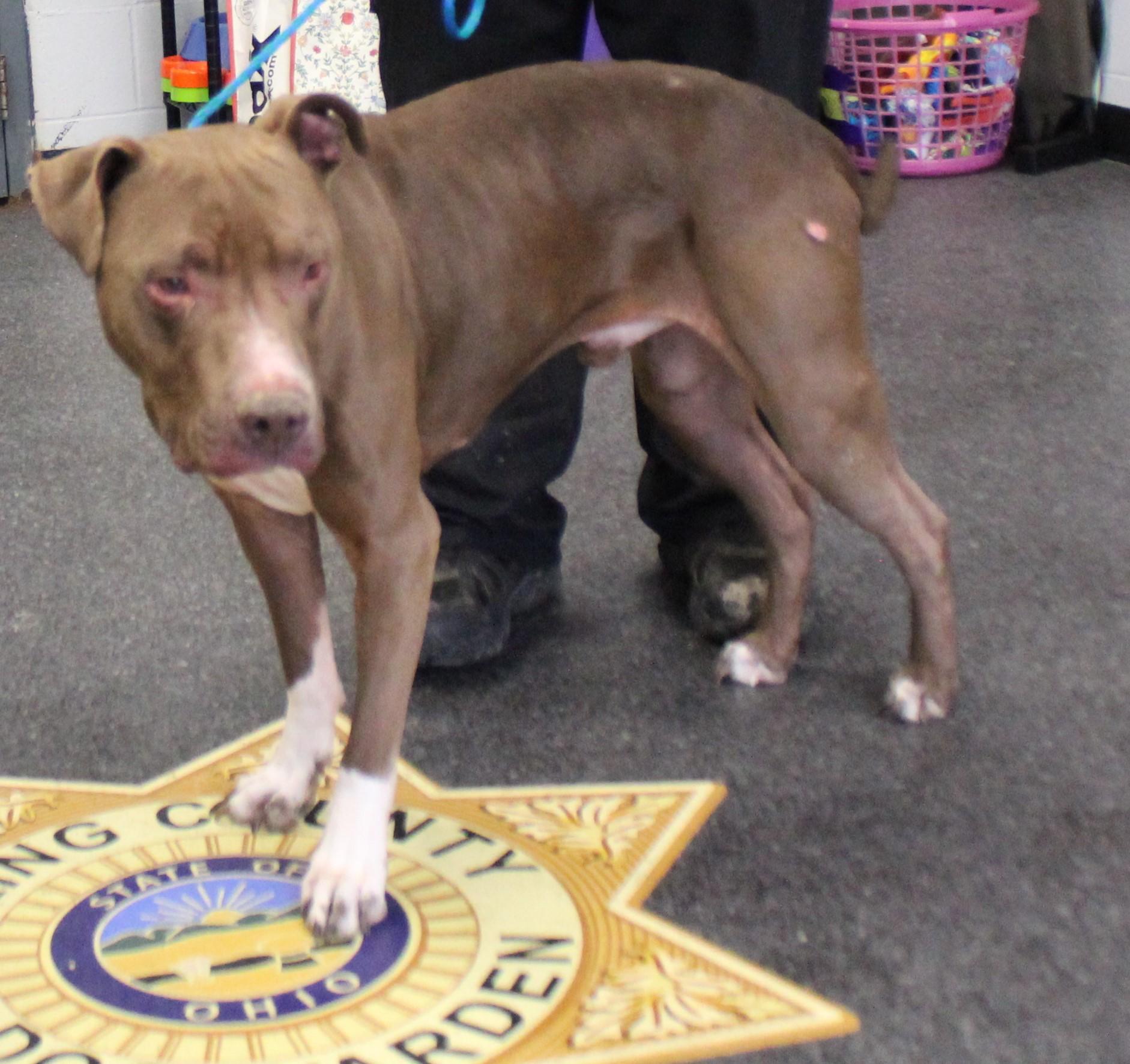 Enlarge Tucker (11454), a ADOPTABLE mixed breed in Heath, OH image 2/3