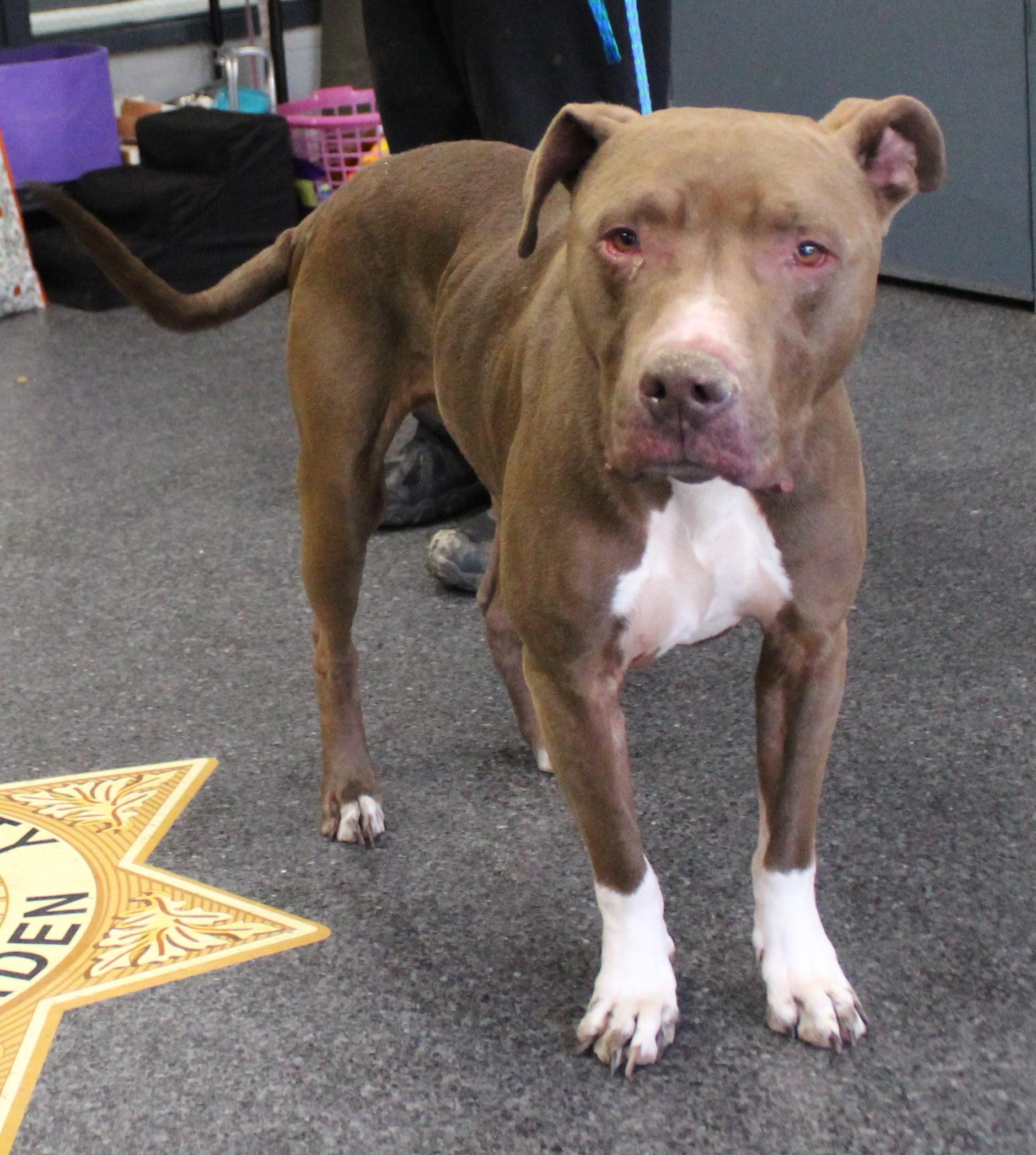 Enlarge Tucker (11454), a ADOPTABLE mixed breed in Heath, OH image 3/3