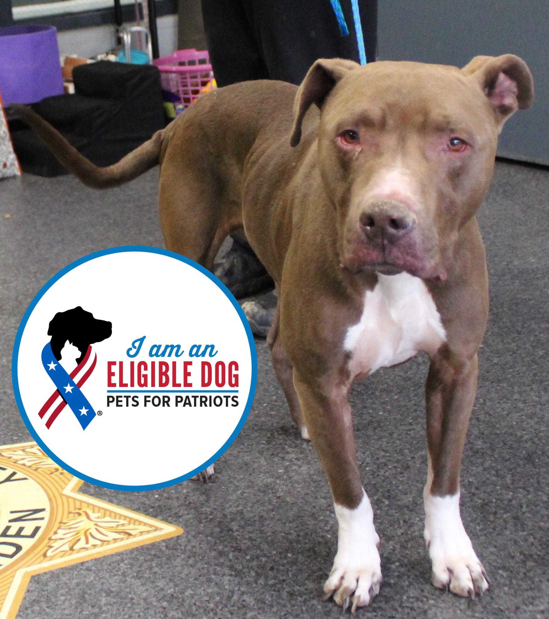Tucker (11454), ADOPTABLE, Adult Male Pit Bull Terrier.
