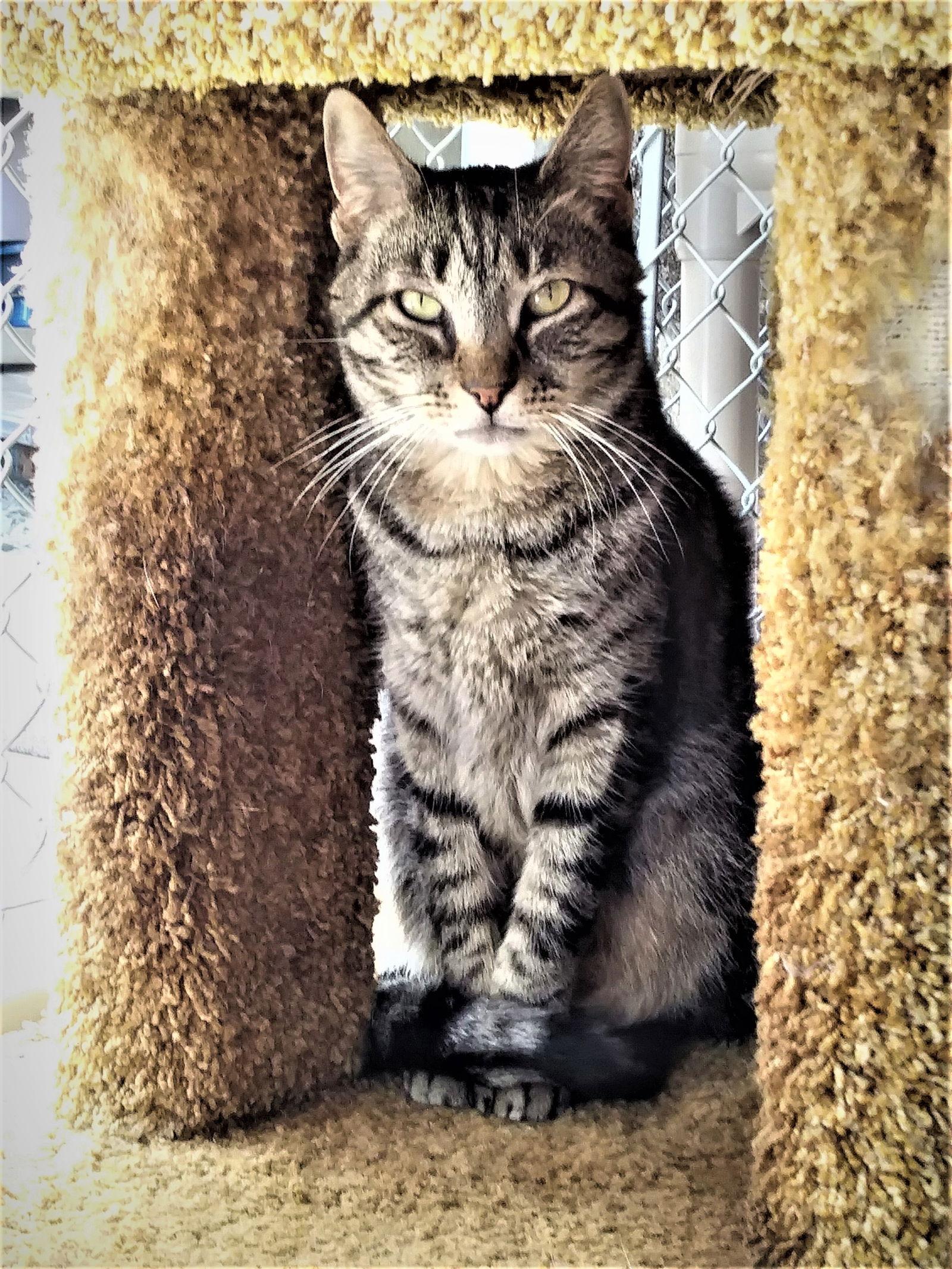 Cisco, Adoptable, Adult Male Domestic Short Hair & Tabby.