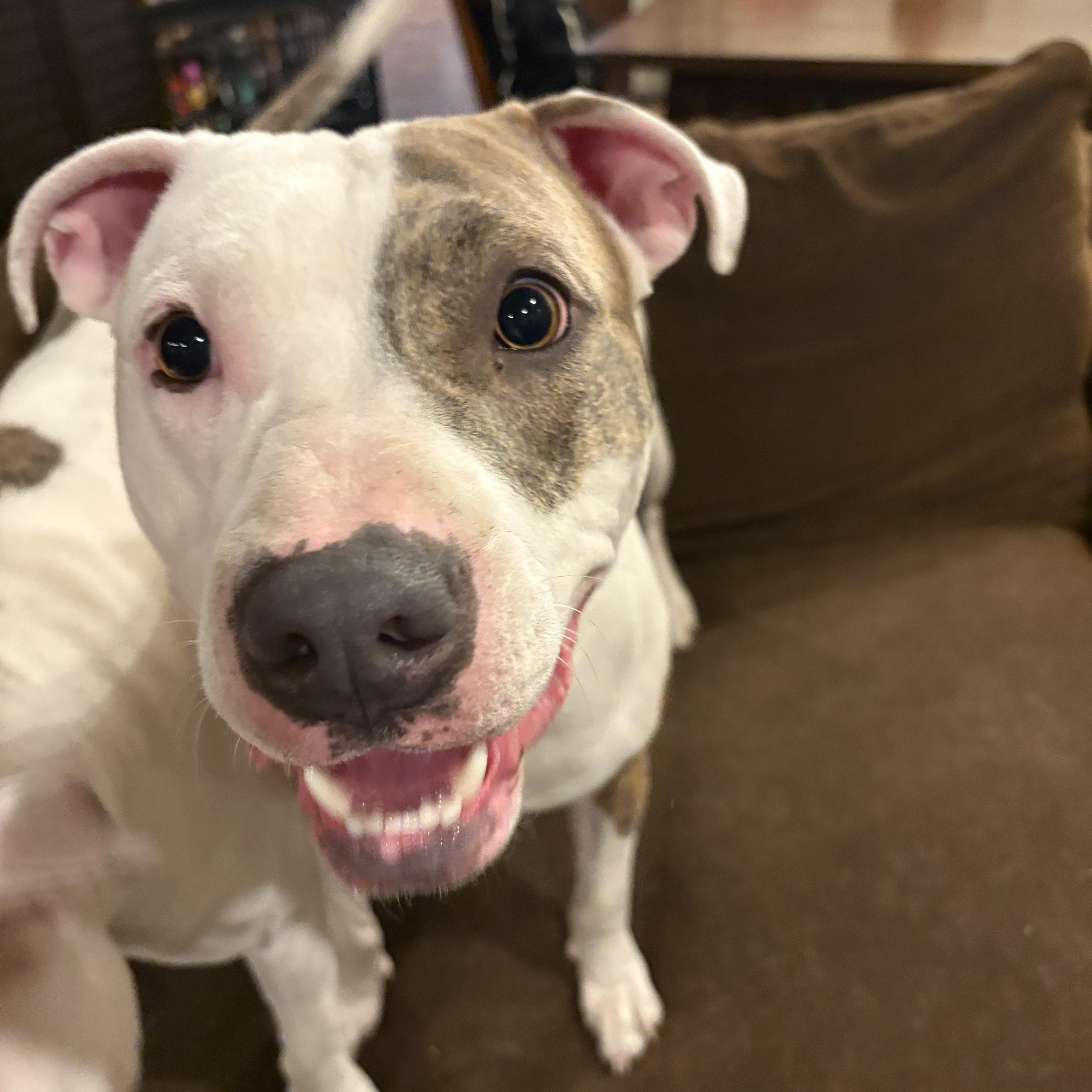 Enlarge Frank, a ADOPTABLE Pit Bull Terrier in Westchester, IL image 4/5
