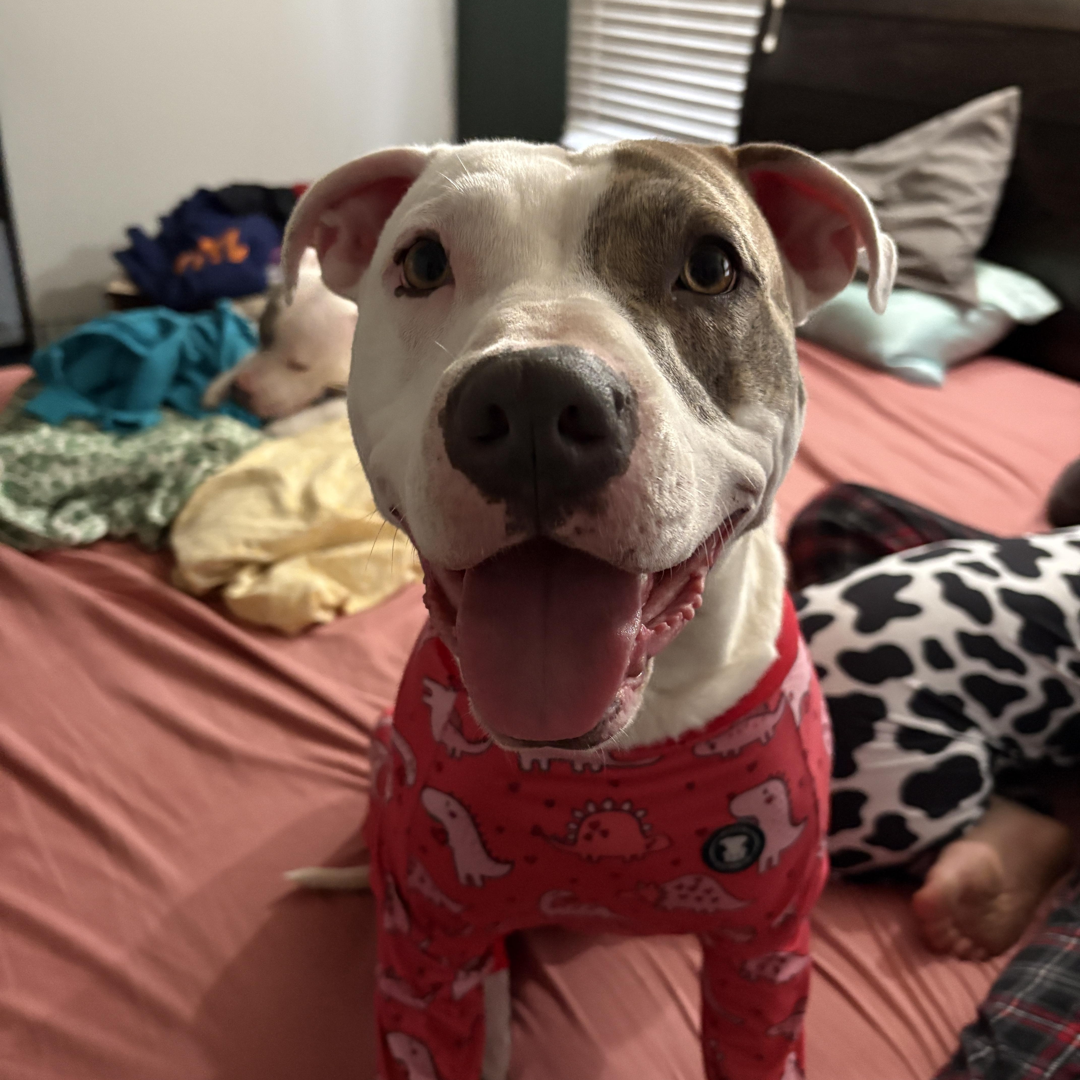 Enlarge Frank, a ADOPTABLE Pit Bull Terrier in Westchester, IL image 3/5