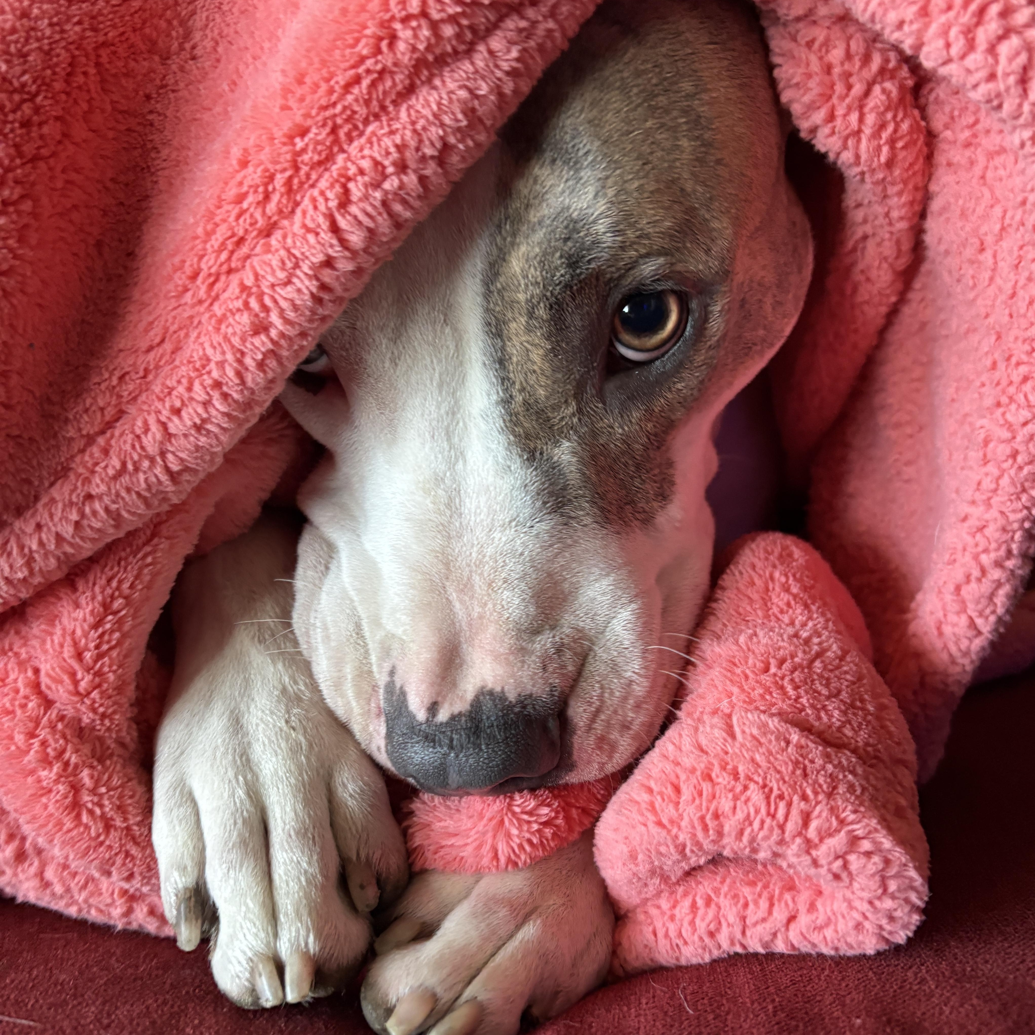 Enlarge Frank, a ADOPTABLE Pit Bull Terrier in Westchester, IL image 5/5