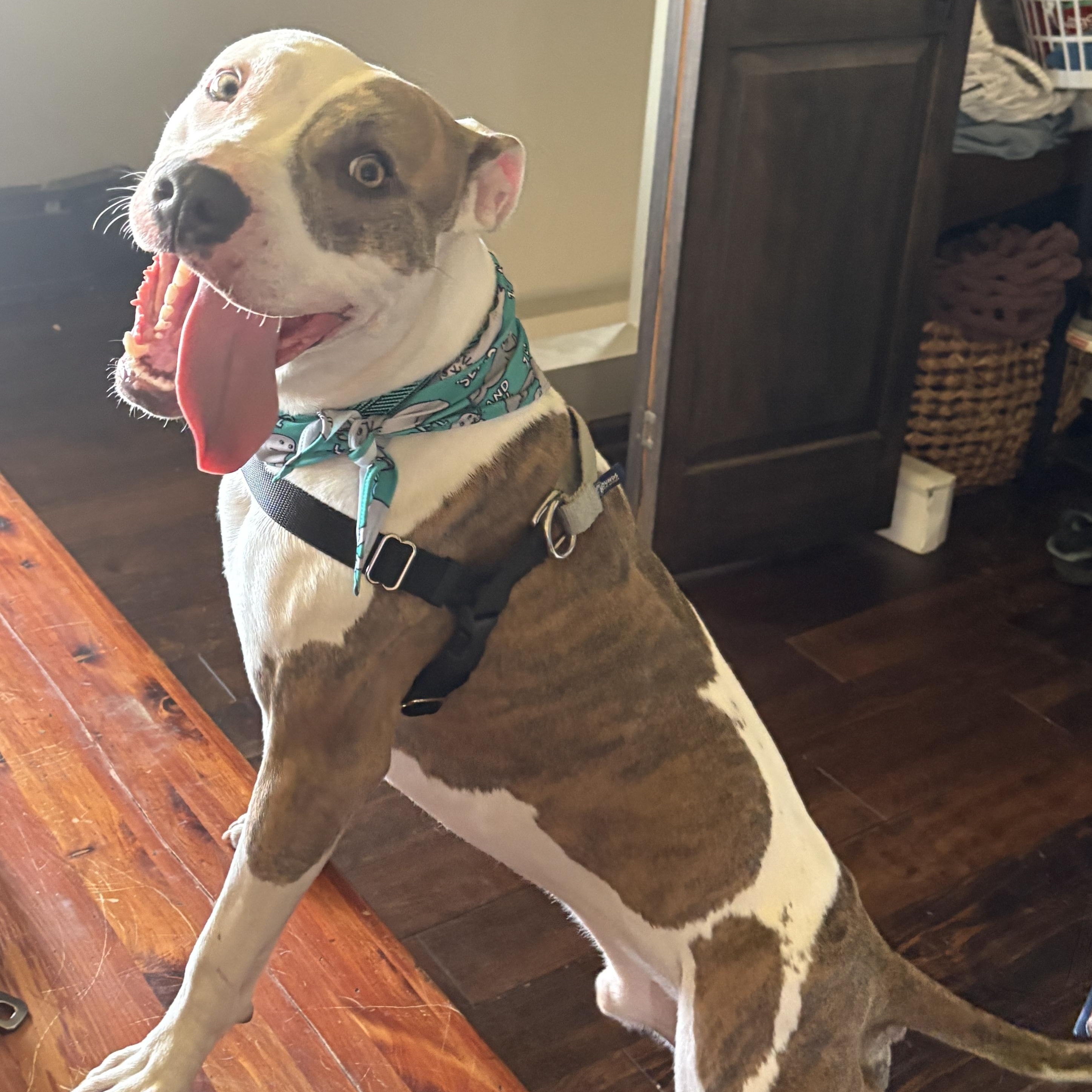 Enlarge Frank, a ADOPTABLE Pit Bull Terrier in Westchester, IL image 2/5