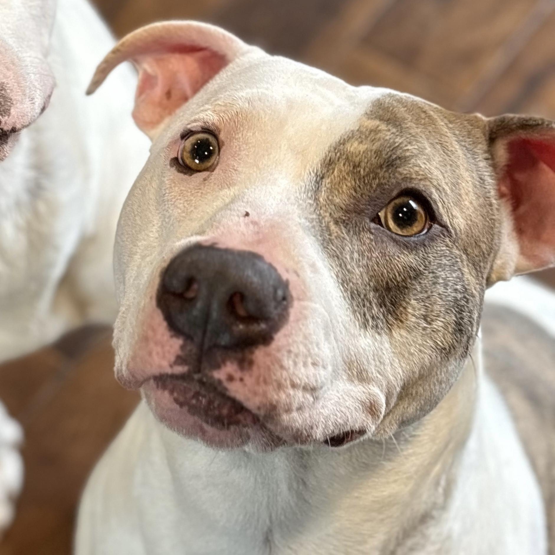 Frank, ADOPTABLE, Young Male Pit Bull Terrier.