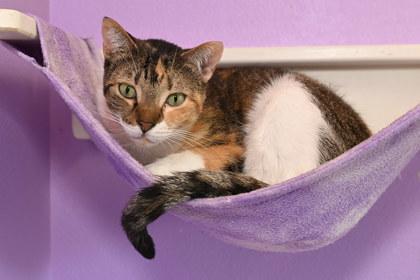 Enlarge Hannah, a Adoptable mixed breed in Baton Rouge, LA image 1/1