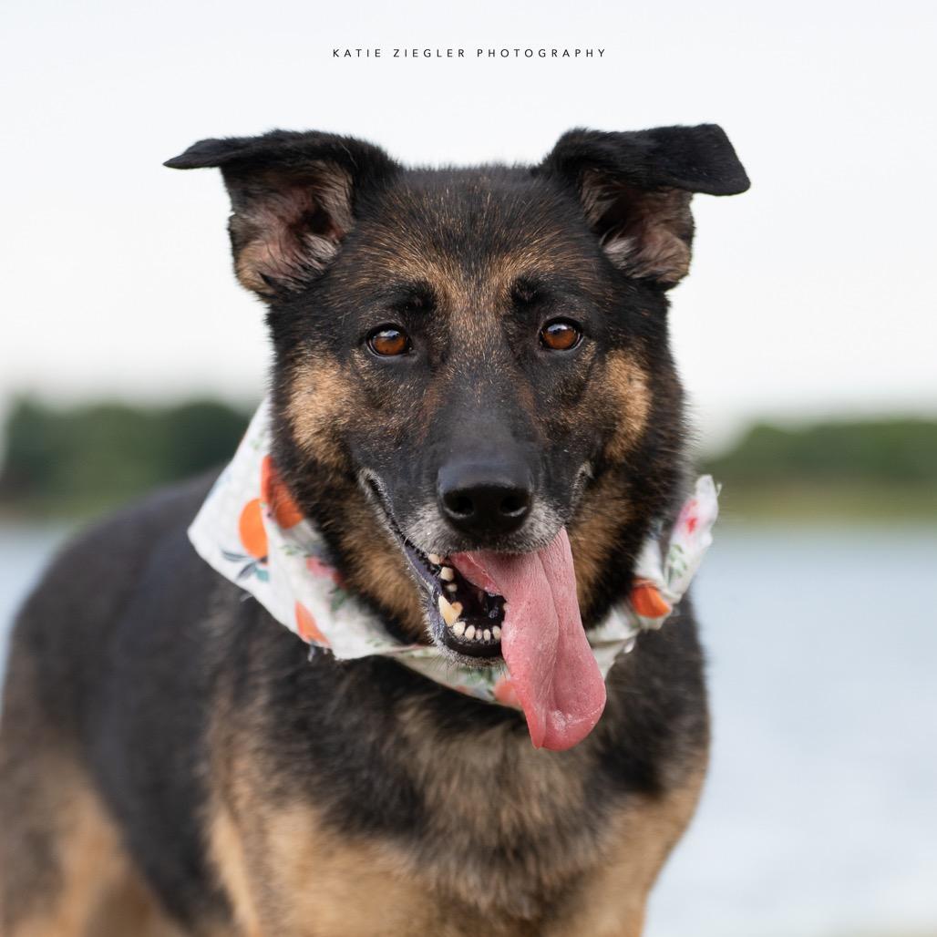 Rosieta, a Adoptable German Shepherd Dog in Huntsville, AL image 1/6