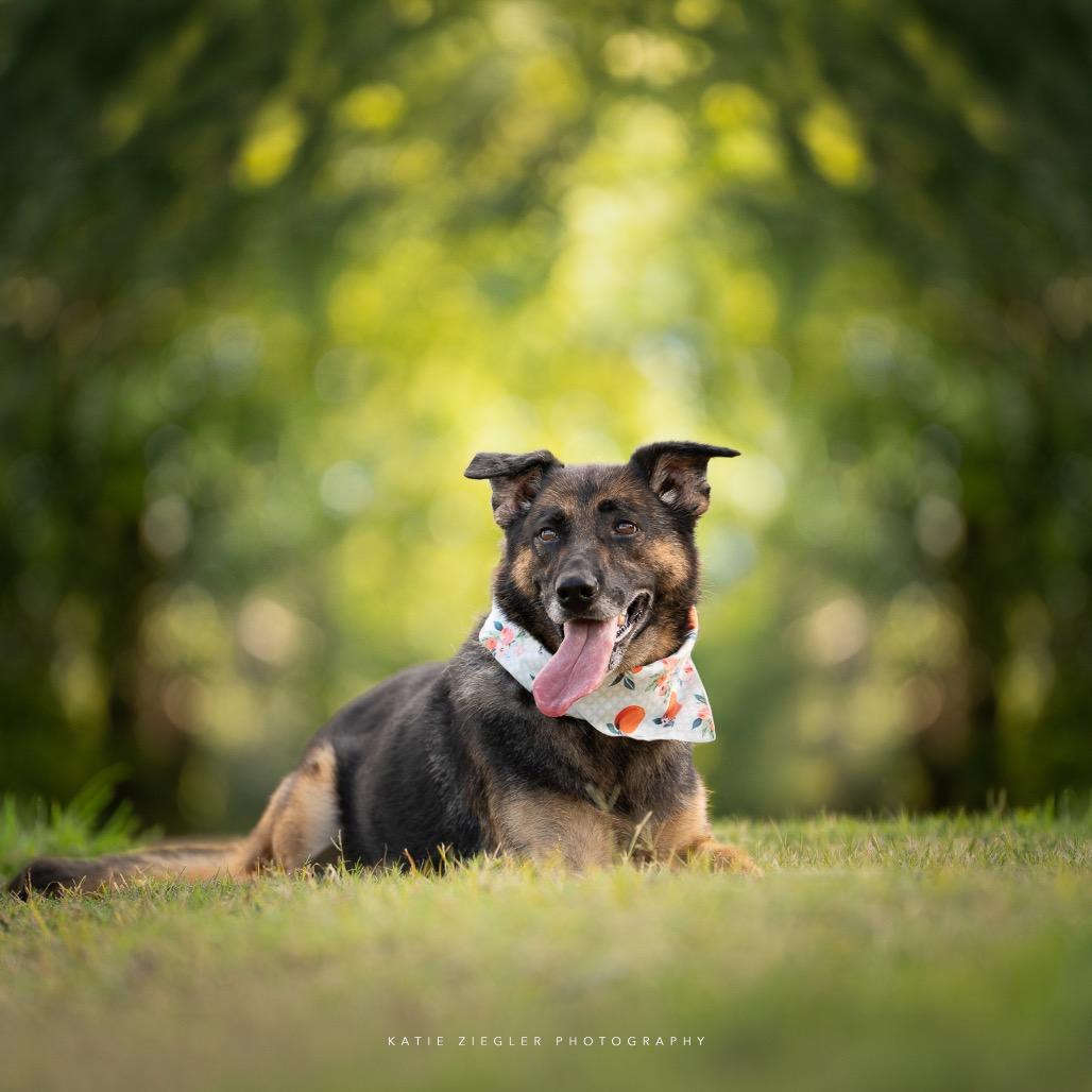 Rosieta, a Adoptable German Shepherd Dog in Huntsville, AL image 2/6