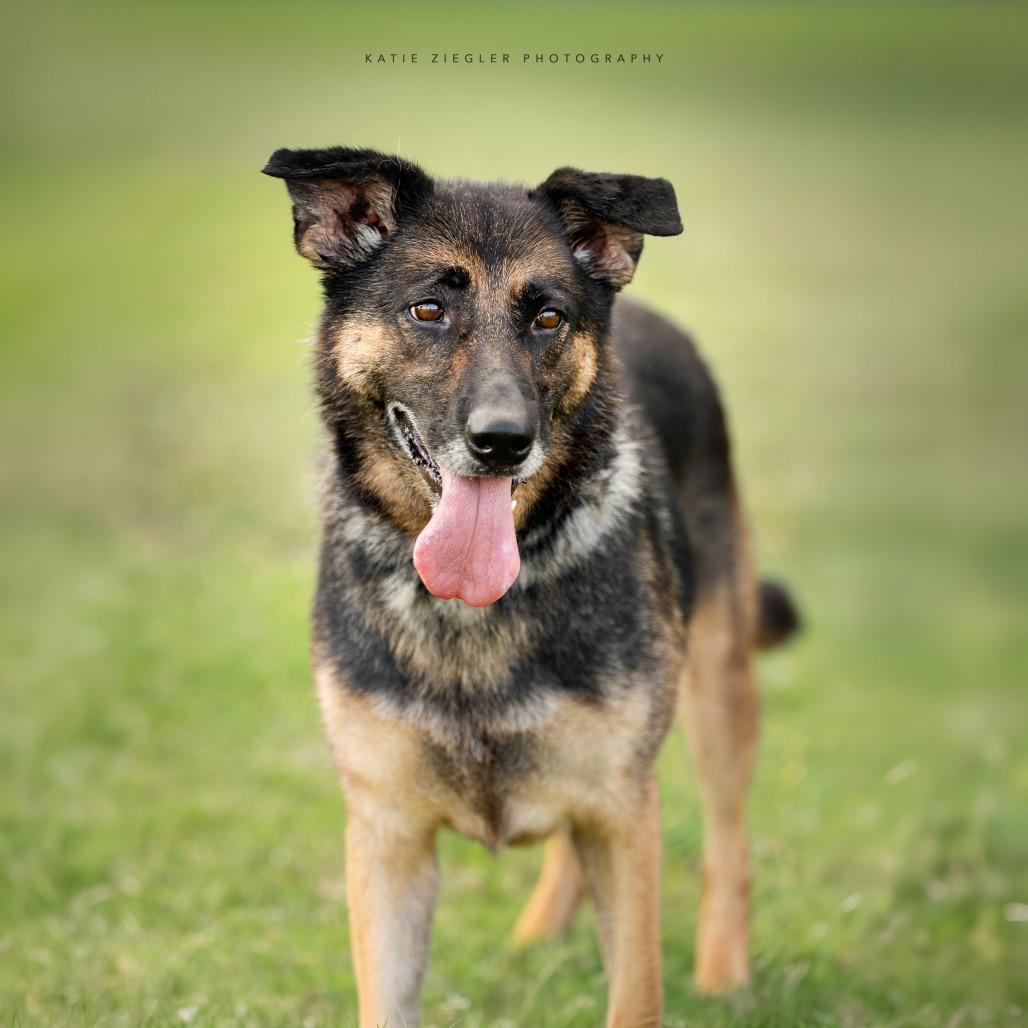 Rosieta, a Adoptable German Shepherd Dog in Huntsville, AL image 3/6
