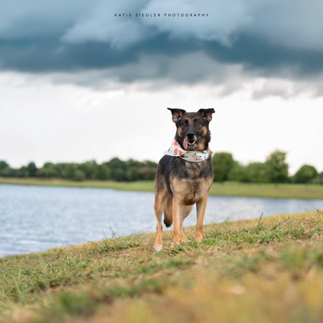 Rosieta, a Adoptable German Shepherd Dog in Huntsville, AL image 4/6