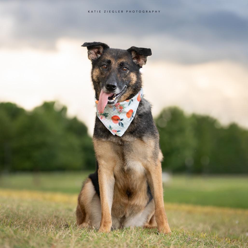 Rosieta, a Adoptable German Shepherd Dog in Huntsville, AL image 5/6