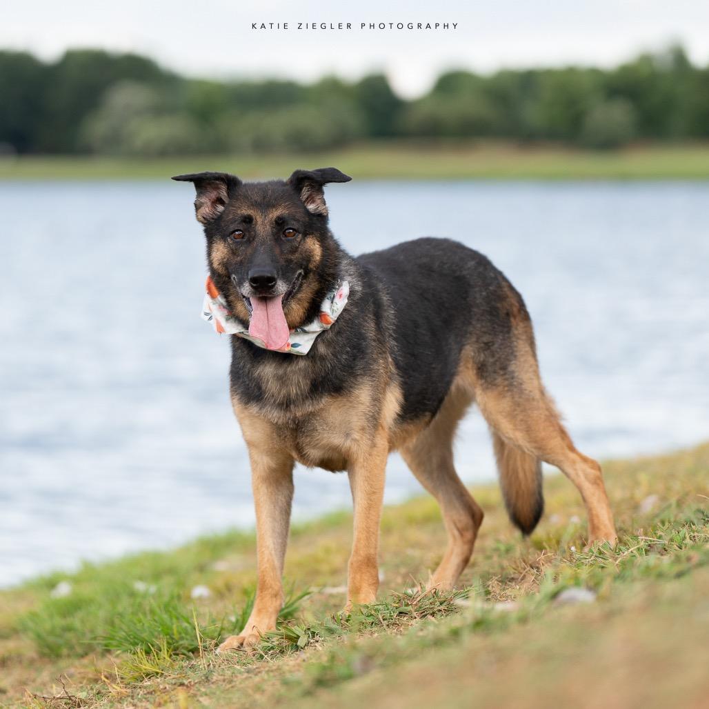 Rosieta, a Adoptable German Shepherd Dog in Huntsville, AL image 6/6