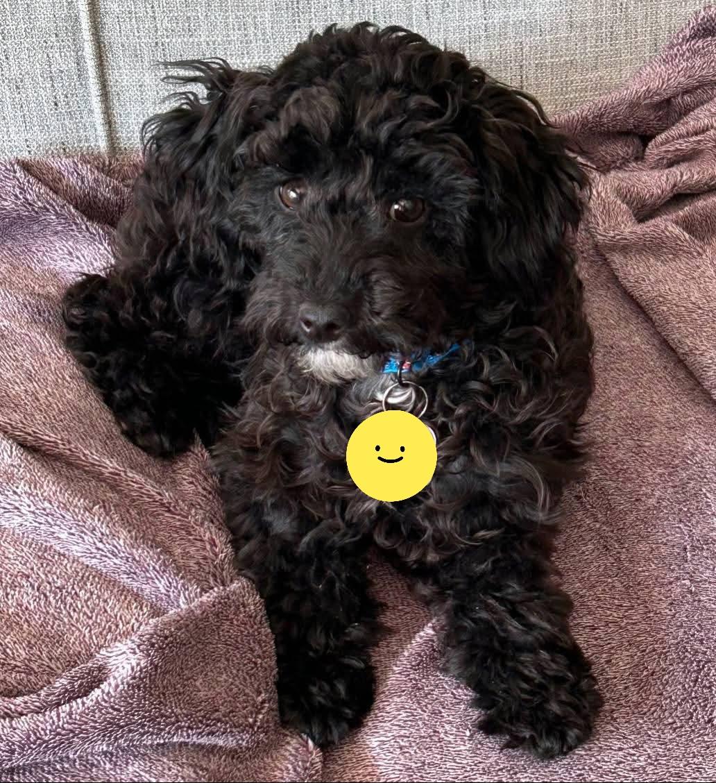 Tracker, Adopted, Puppy Male Miniature Poodle & Poodle (Toy).
