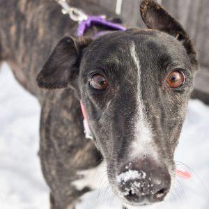 U GOT ISSUES, Adoptable, Adult Female Greyhound.