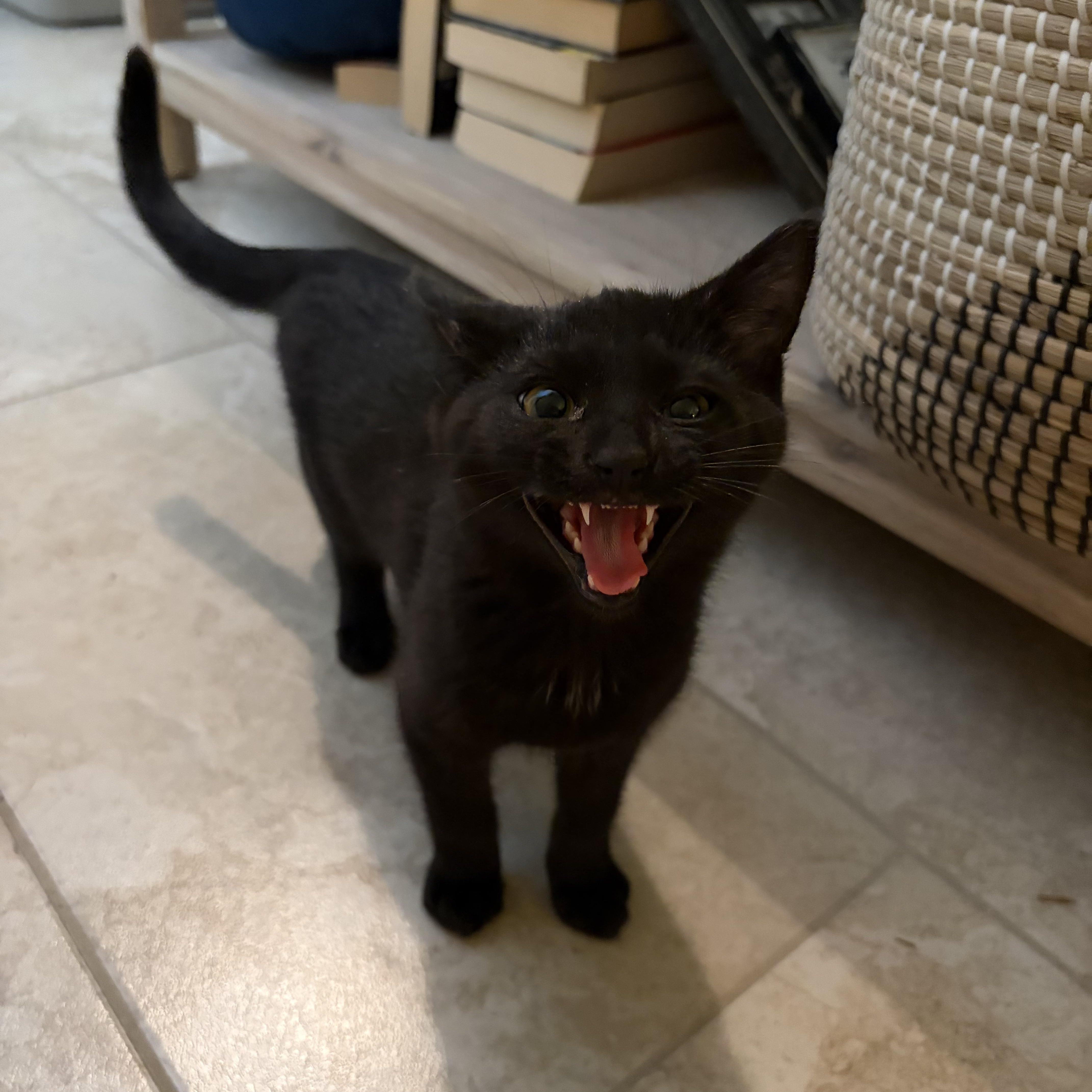Spooky , ADOPTABLE, Kitten Male Domestic Short Hair.