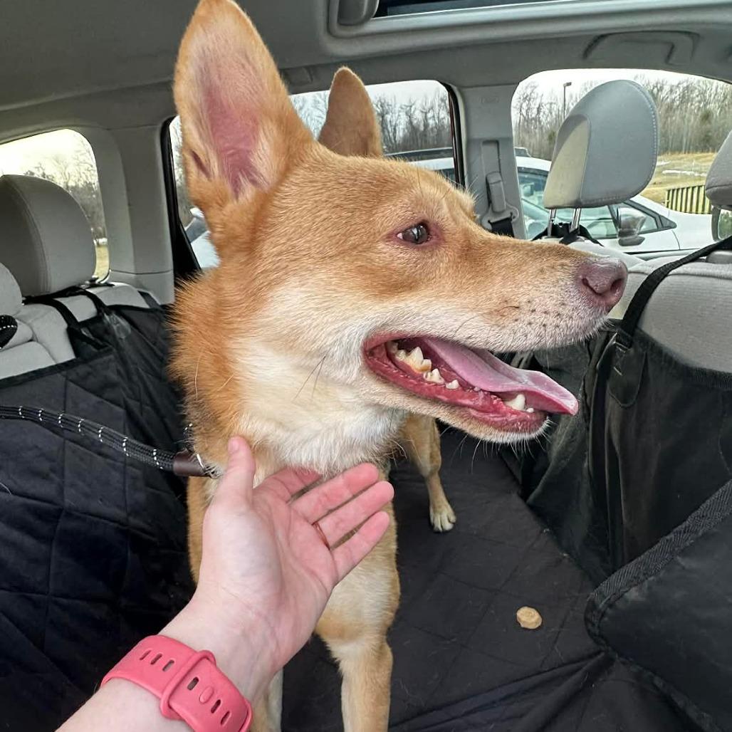 Clyde, Adoptable, Adult Male Shepherd & Mixed Breed.