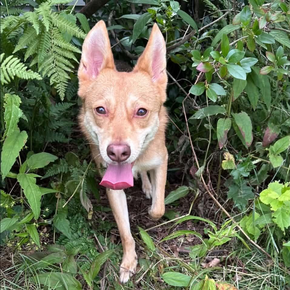 Enlarge Clyde, a Adoptable mixed breed in Flintstone, MD image 3/6