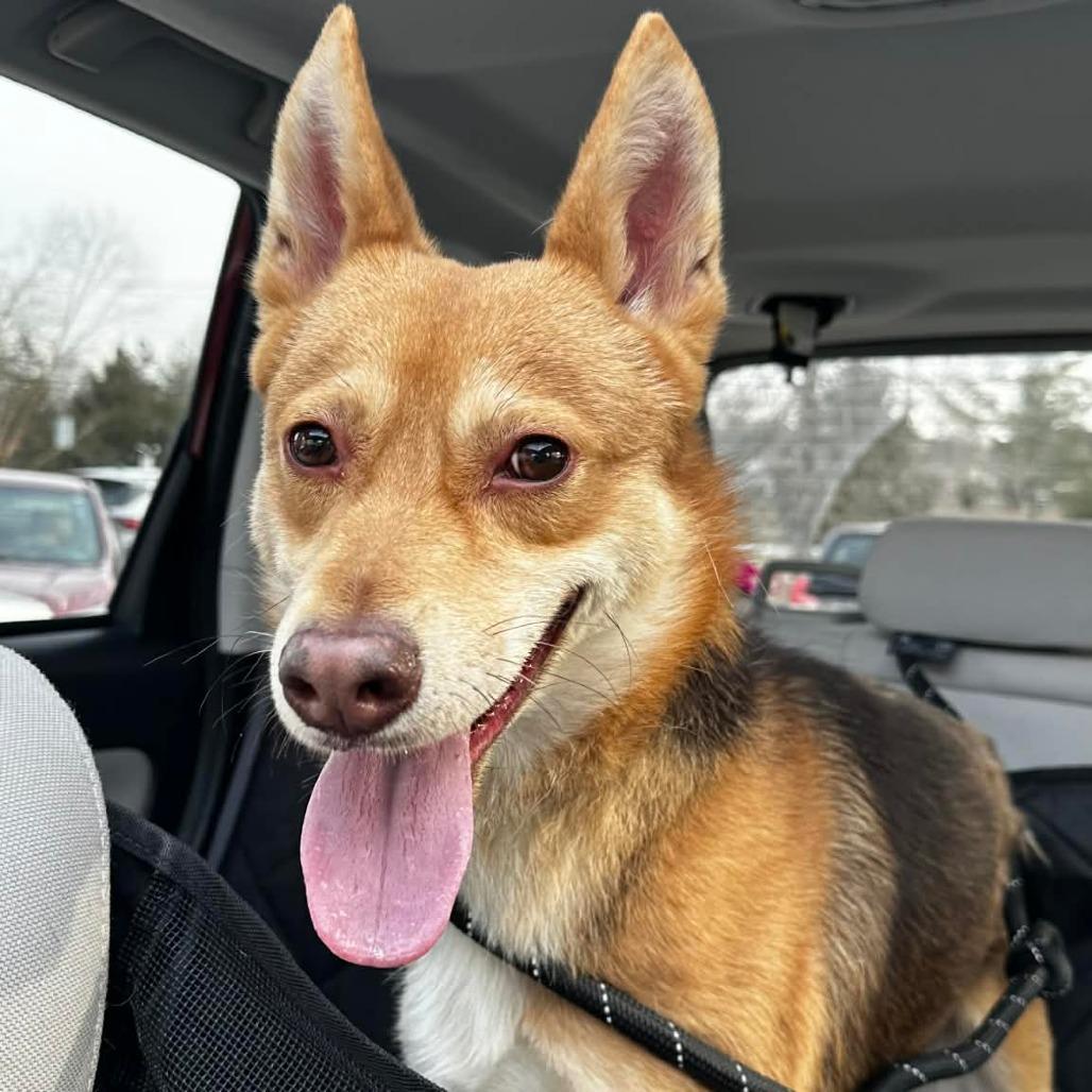 Enlarge Clyde, a Adoptable mixed breed in Flintstone, MD image 5/6