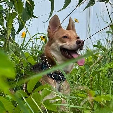 Enlarge Clyde, a Adoptable mixed breed in Flintstone, MD image 5/6