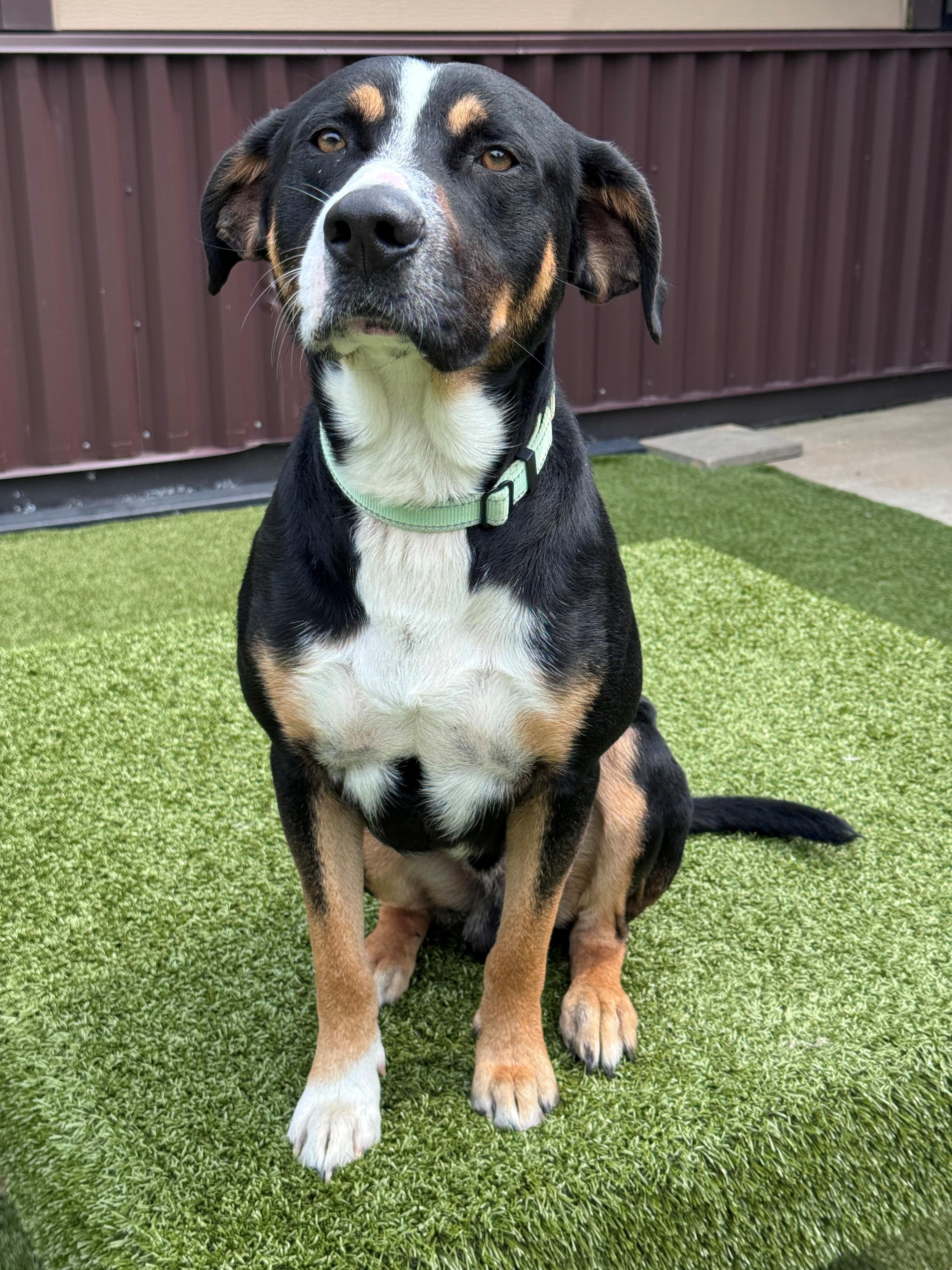 Enlarge Benton, a ADOPTABLE Mixed Breed in Hackensack, MN image 6/6