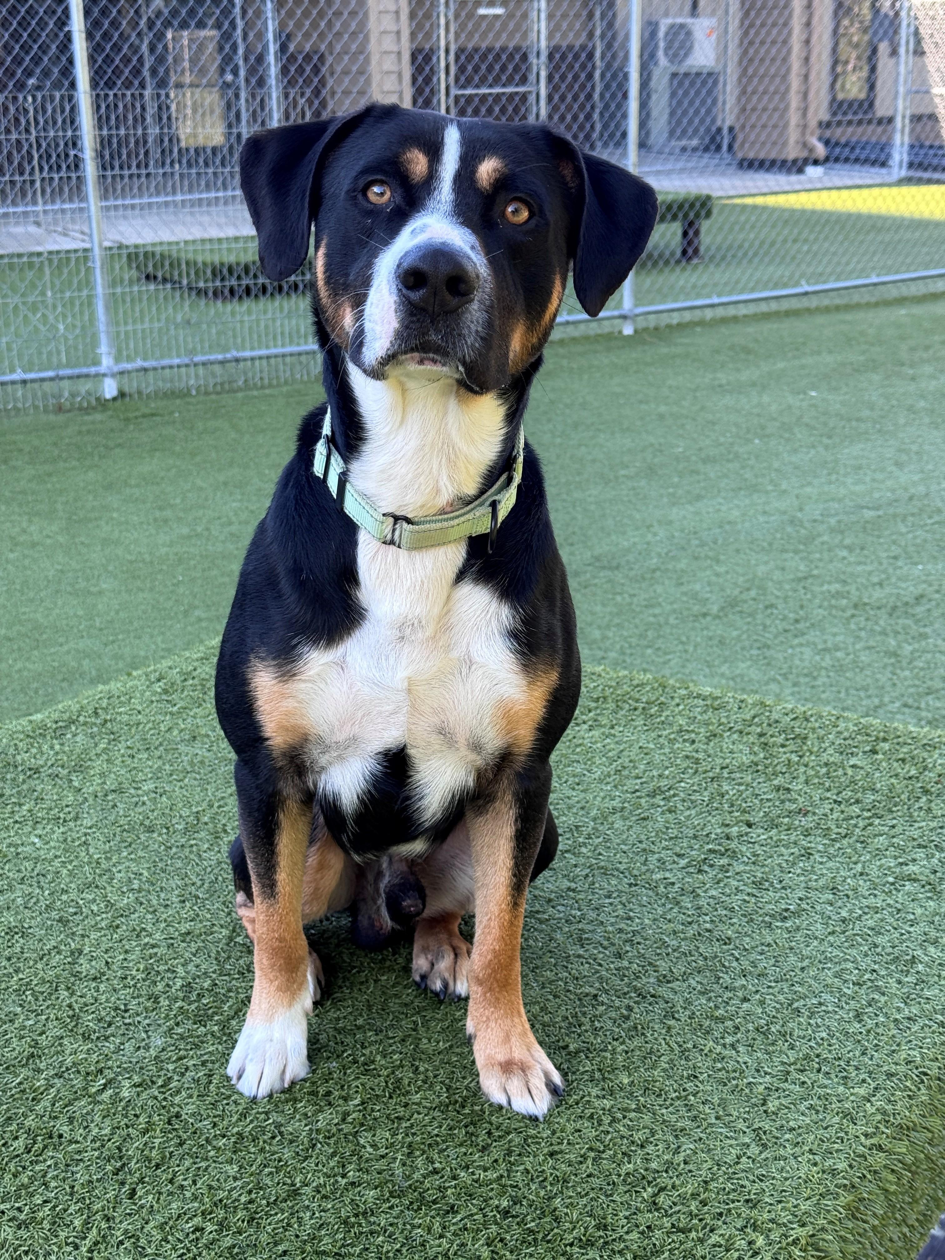 Enlarge Benton, a ADOPTABLE Mixed Breed in Hackensack, MN image 4/6