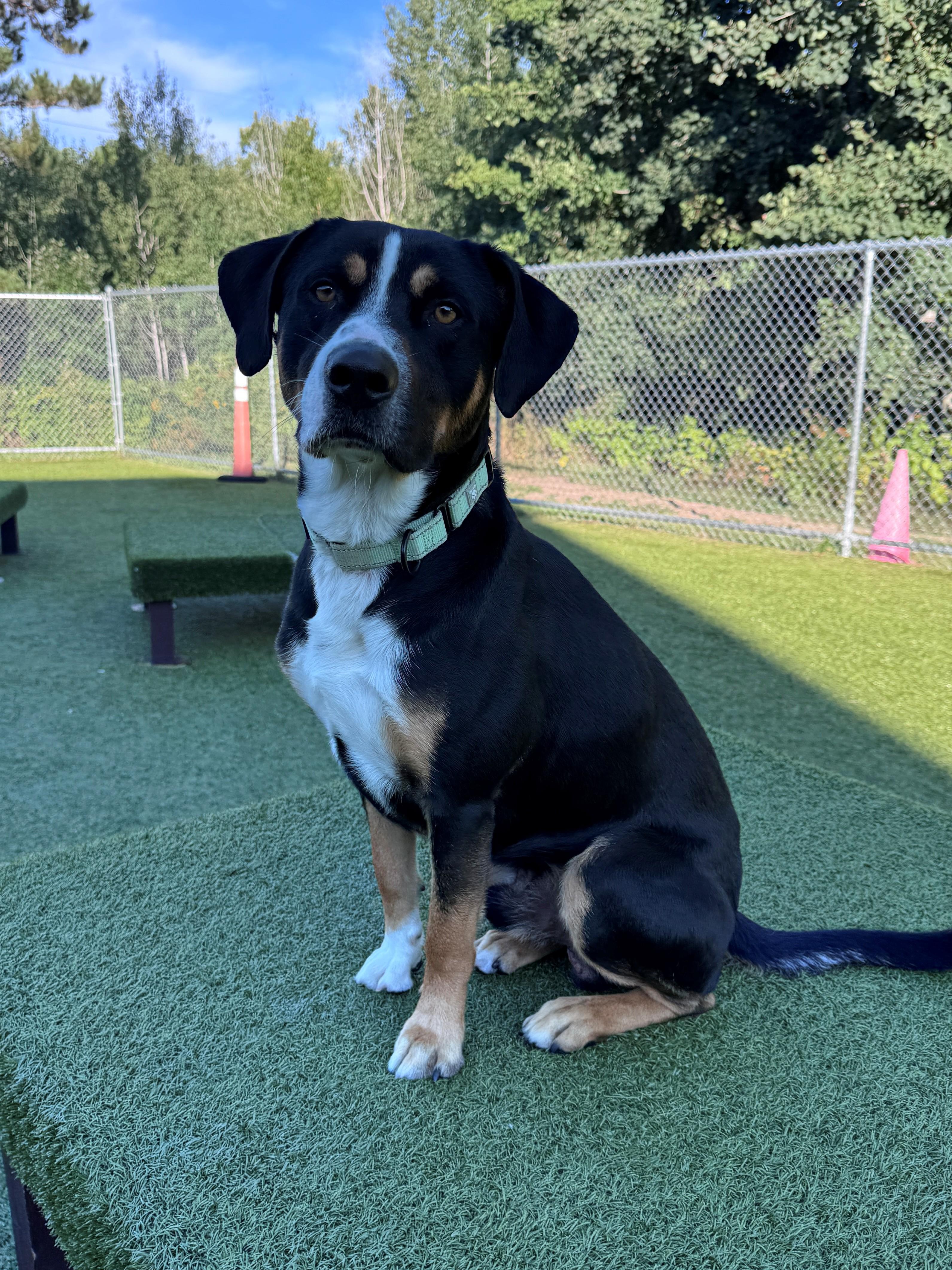 Benton, ADOPTABLE, Adult Male Mixed Breed.