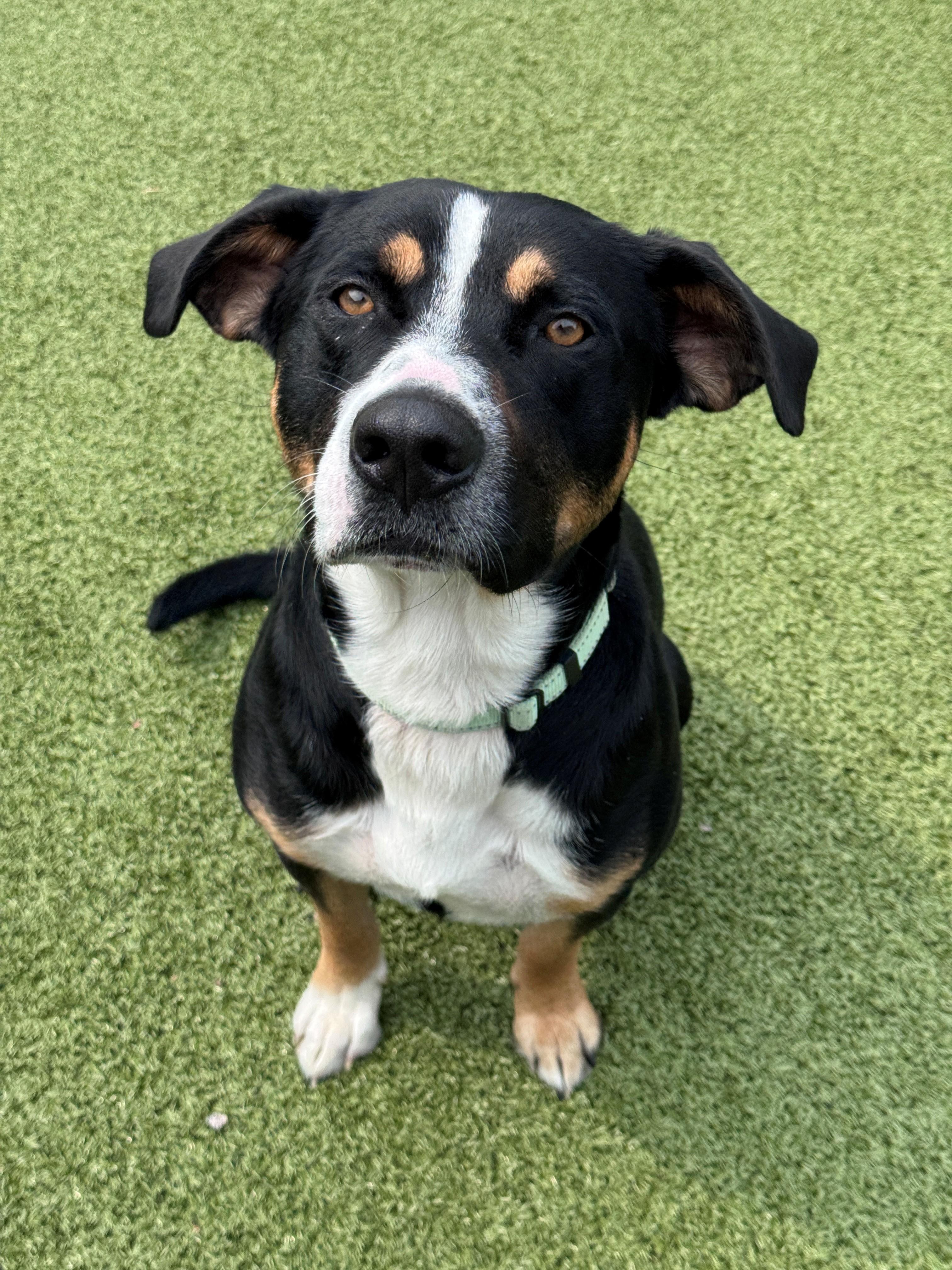 Enlarge Benton, a ADOPTABLE Mixed Breed in Hackensack, MN image 5/6