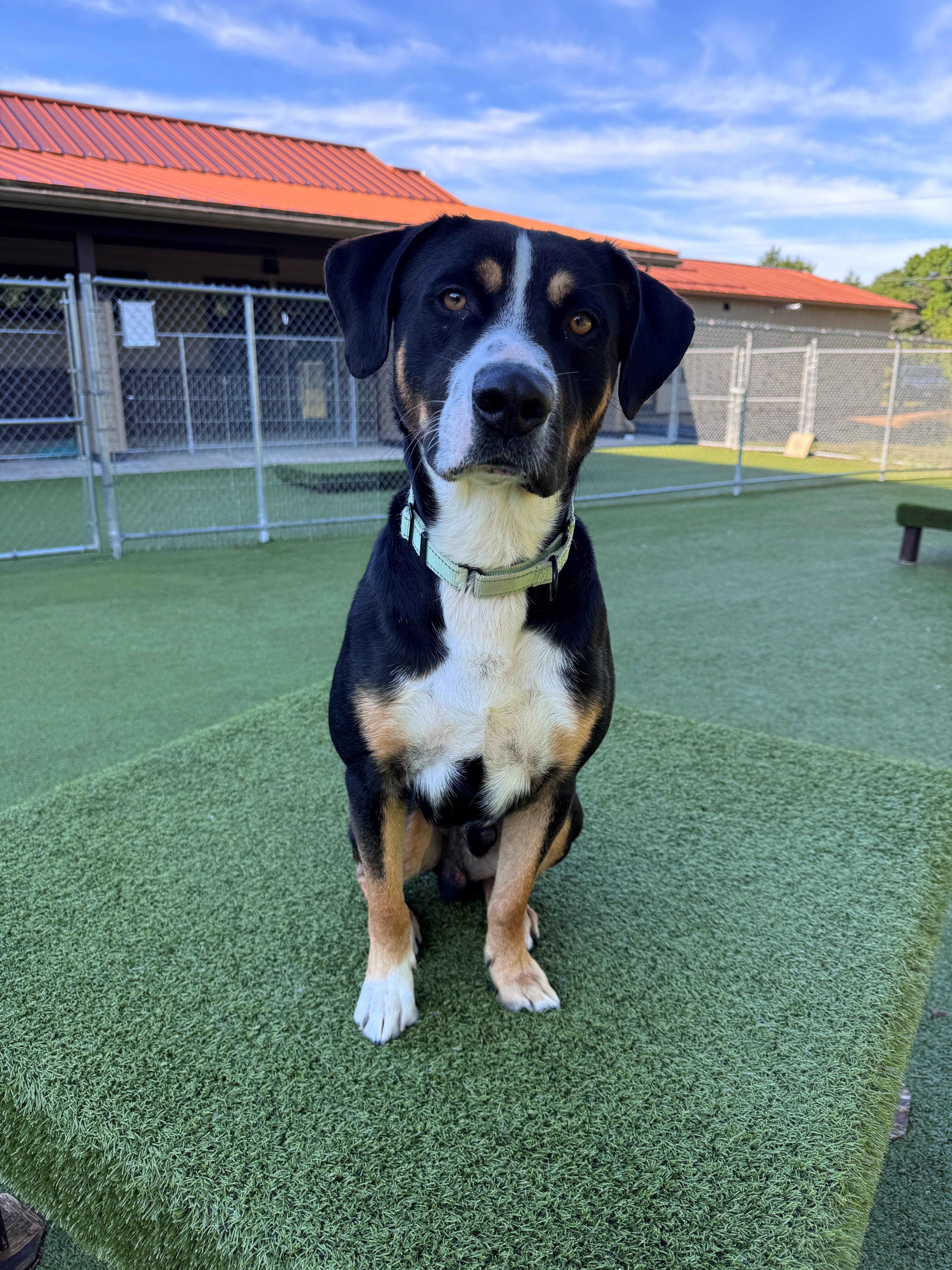 Enlarge Benton, a ADOPTABLE Mixed Breed in Hackensack, MN image 3/6