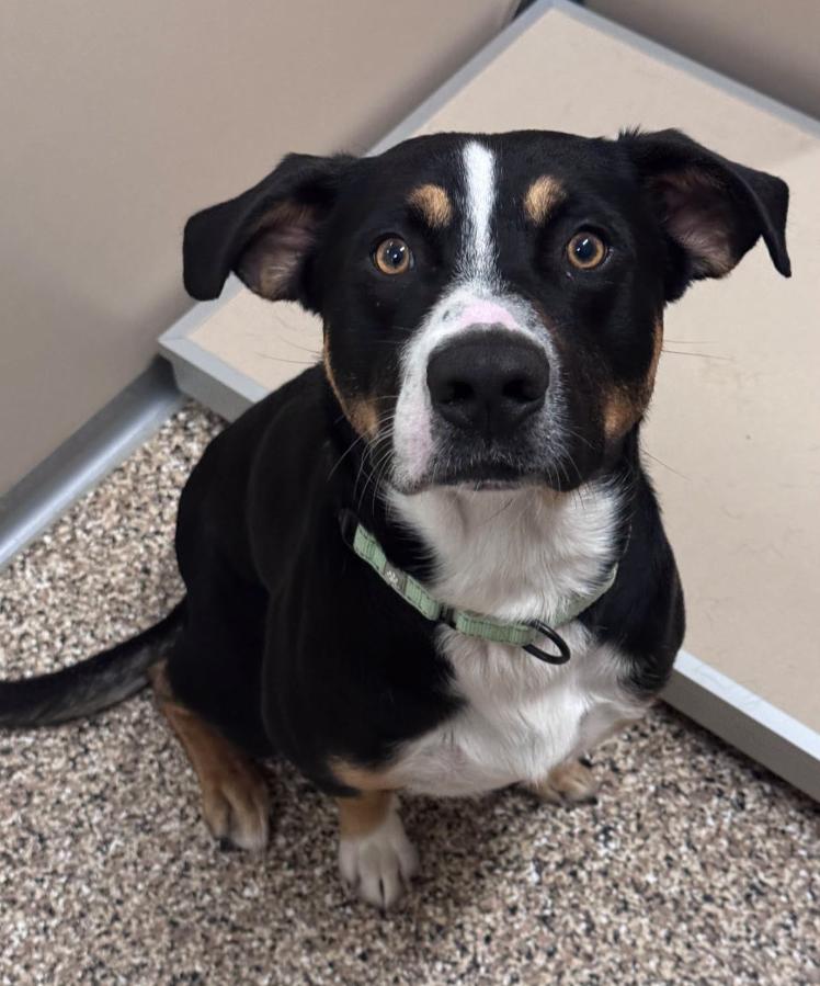 Enlarge Benton, a ADOPTABLE Mixed Breed in Hackensack, MN image 1/1