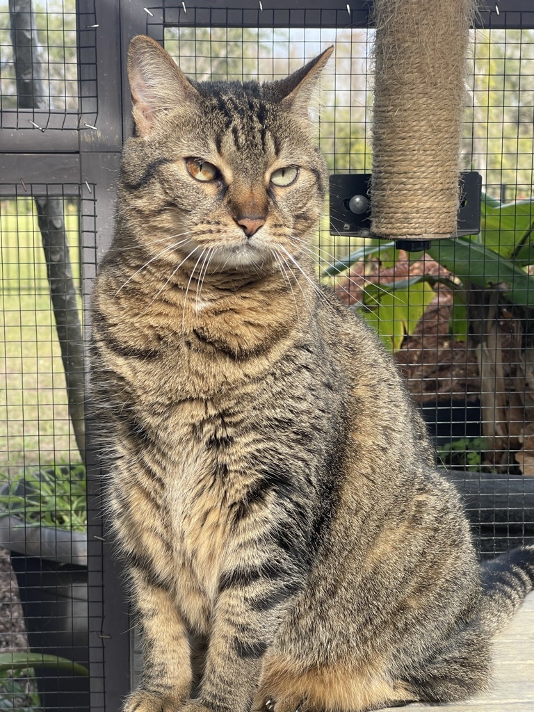 Chloe *forever foster eligible *, Adoptable, Senior Female Tabby.