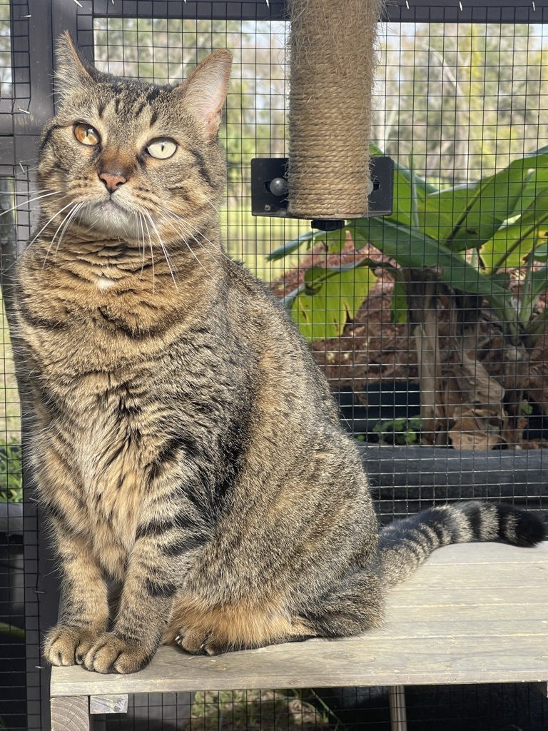 Chloe *forever foster eligible *, a Adoptable Tabby in Maitland, FL image 2/3
