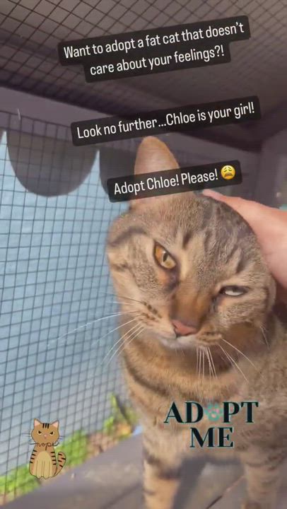 Enlarge Chloe *forever foster eligible *, a Adoptable Tabby in Maitland, FL video 3/3