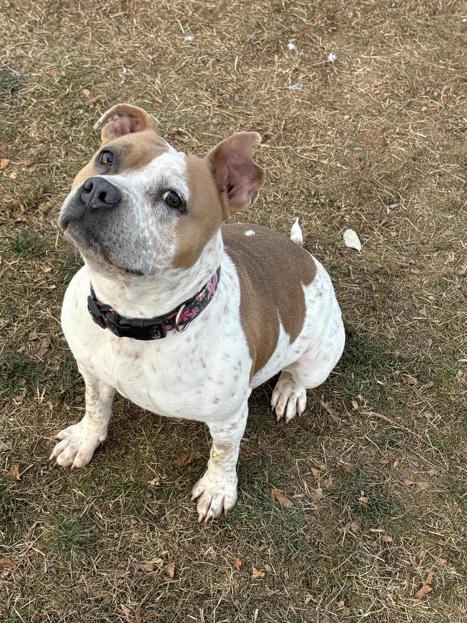 Enlarge Harper, a ADOPTABLE mixed breed in Milford, CT image 1/4
