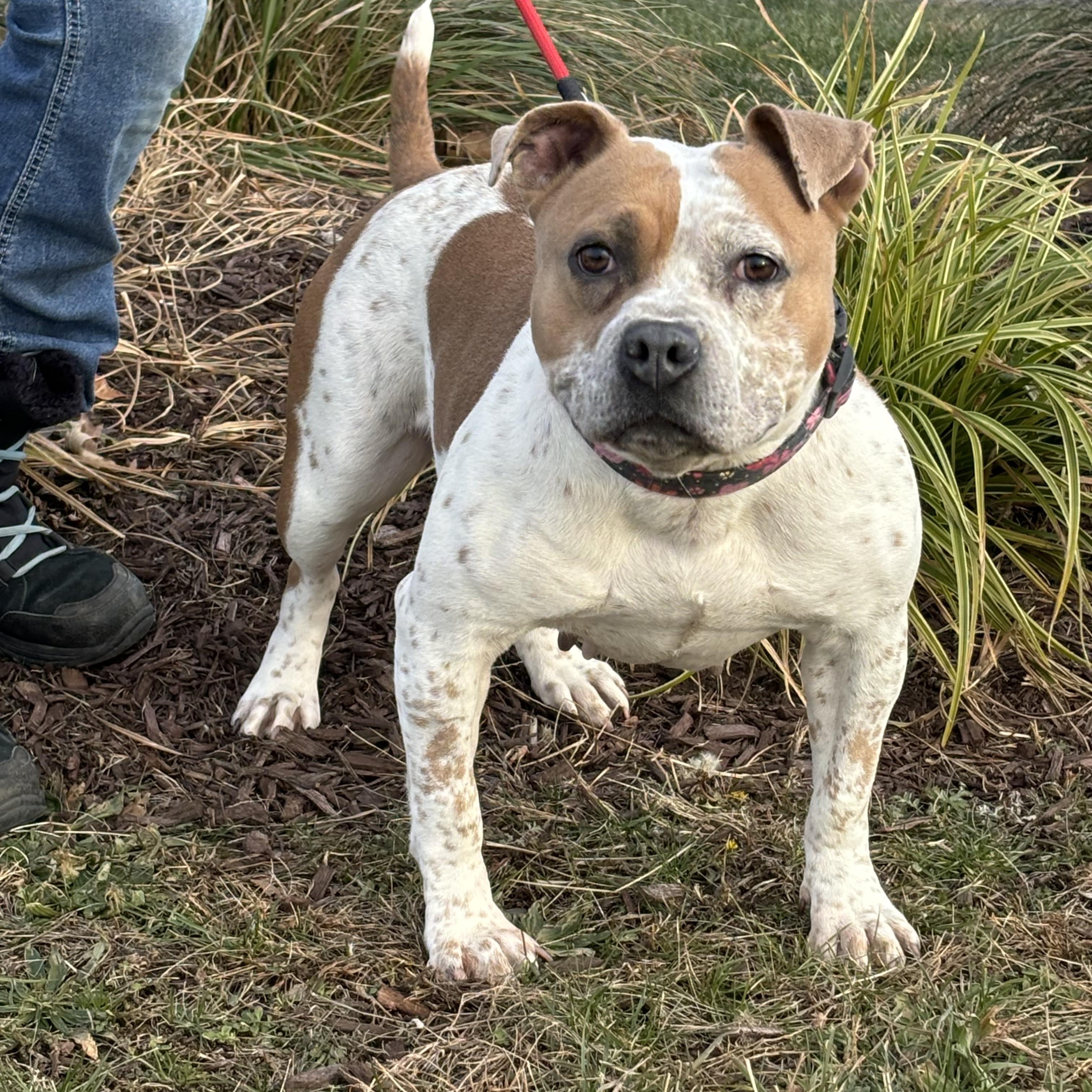 Enlarge Harper, a ADOPTABLE mixed breed in Milford, CT image 2/4