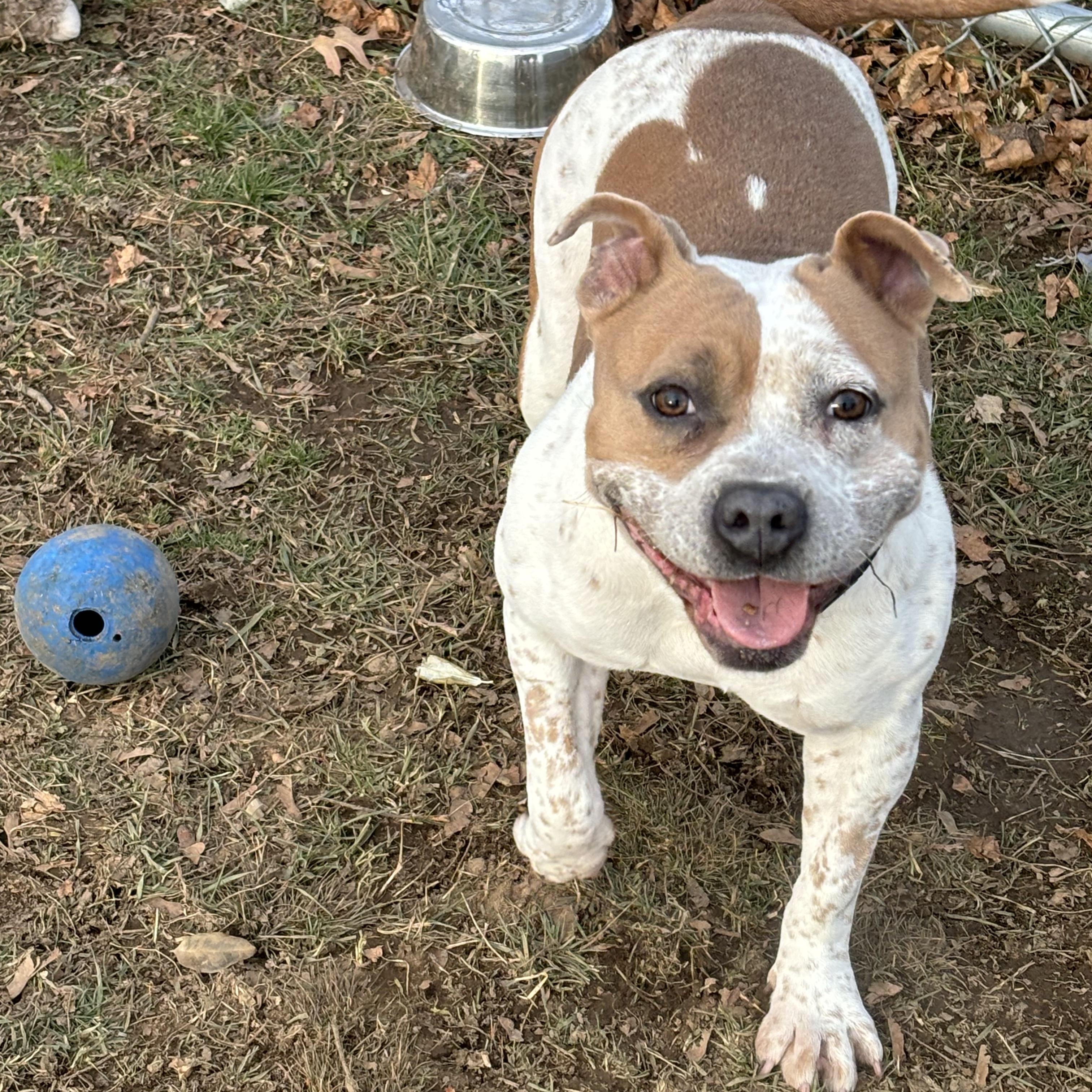 Enlarge Harper, a ADOPTABLE mixed breed in Milford, CT image 3/4