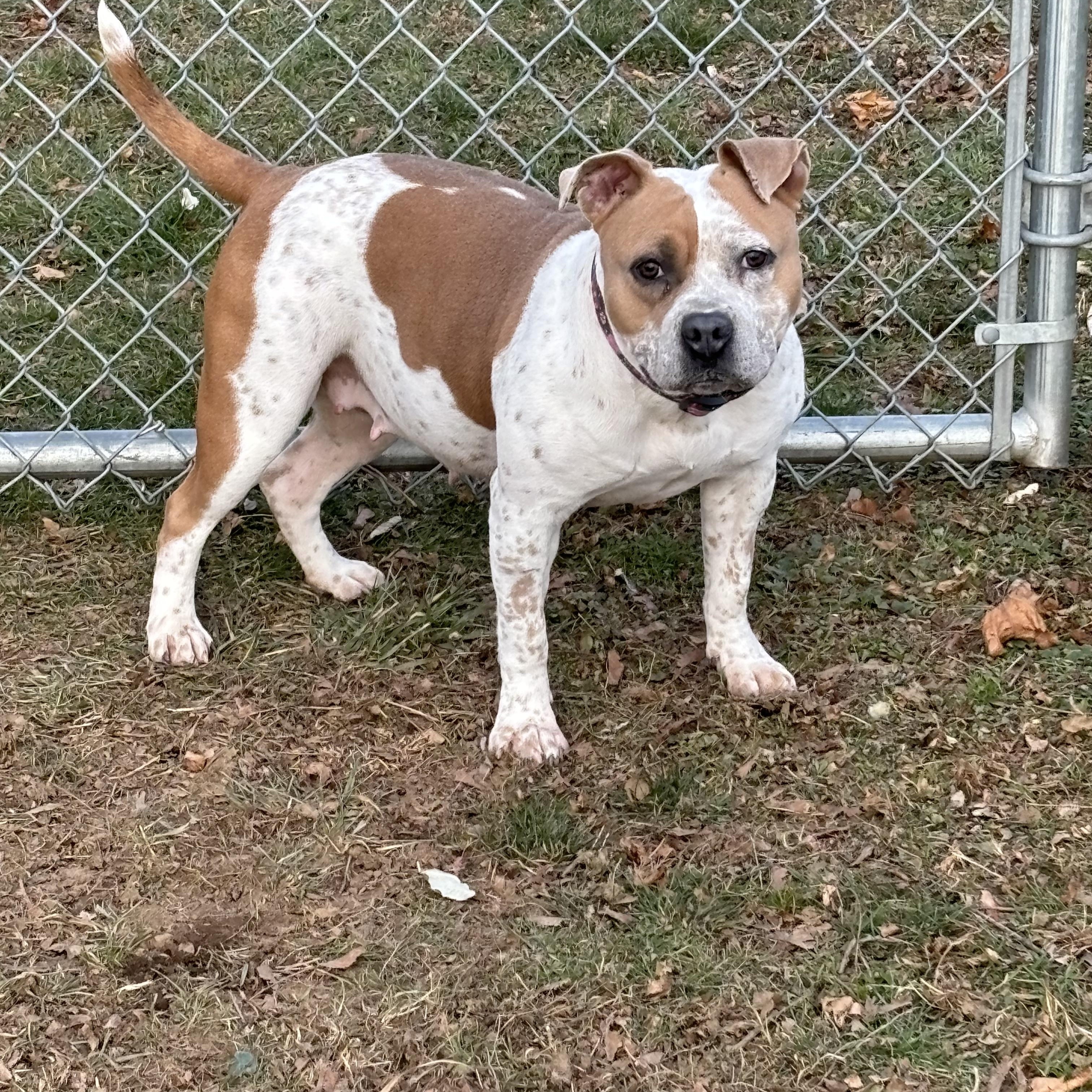 Enlarge Harper, a ADOPTABLE mixed breed in Milford, CT image 4/4