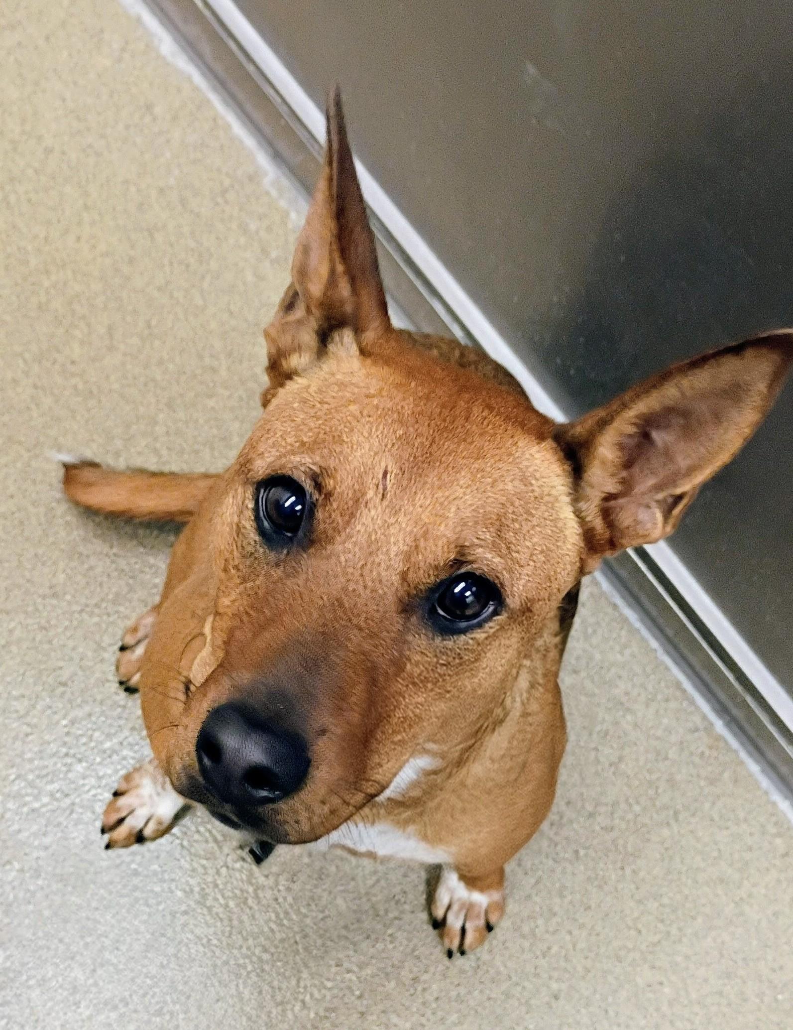 Ruby, Adoptable, Adult Female Cattle Dog.