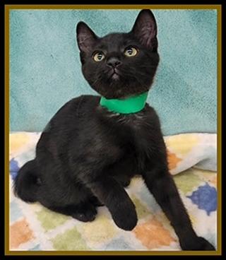 NOAH, Adoptable, Kitten Male Domestic Short Hair.