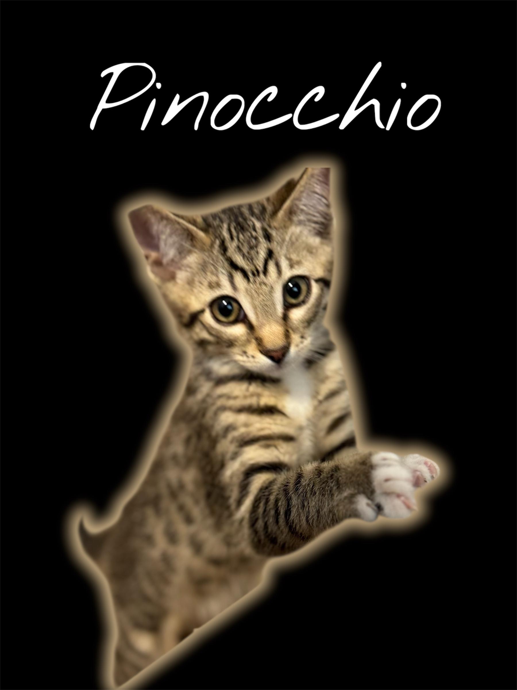 Pinocchio Domestic Short Hair Cat