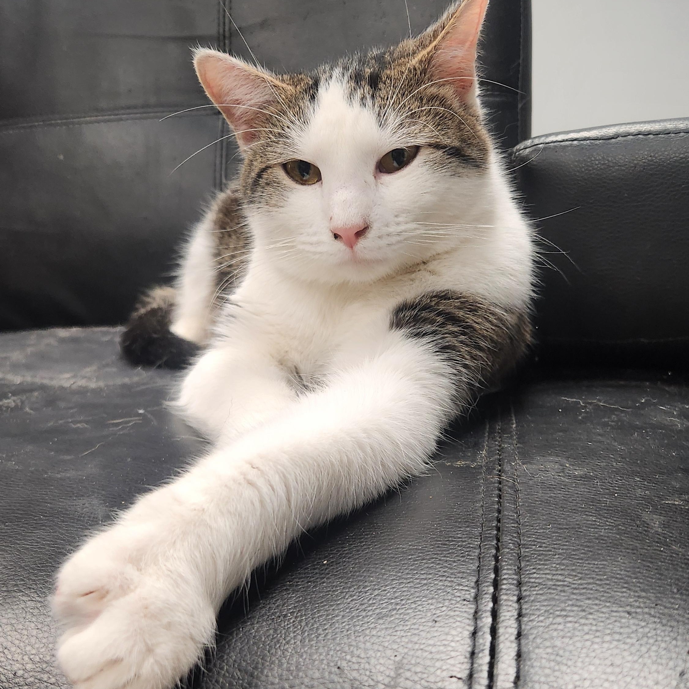 Enlarge Clyde, a ADOPTABLE Tabby in Amarillo, TX image 1/1