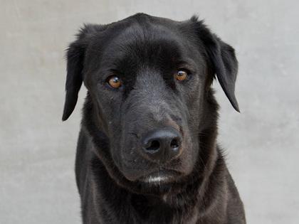 Patty, a Adoptable Mixed Breed in Longmont, CO image 1/3