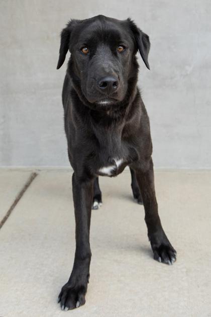 Patty, a Adoptable Mixed Breed in Longmont, CO image 2/3