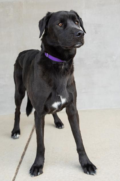 Patty, a Adoptable Mixed Breed in Longmont, CO image 3/3