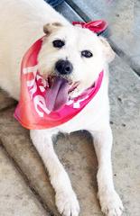 Enlarge Miss Nikki, a Adoptable mixed breed in Poway, CA image 3/5