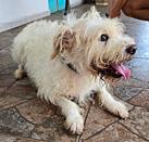 Enlarge Miss Nikki, a Adoptable mixed breed in Poway, CA image 5/5