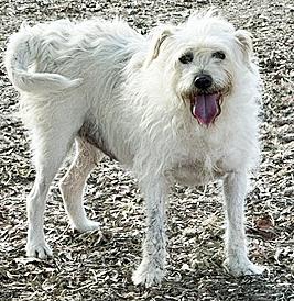 Miss Nikki, Adoptable, Young Female Bichon Frise & American Eskimo Dog.