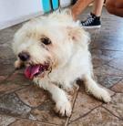 Enlarge Miss Nikki, a Adoptable mixed breed in Poway, CA image 2/5